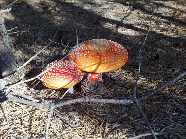 Red fungus