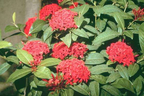 Yellow Ixora flower