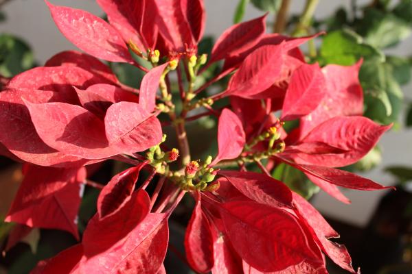 Red Leaves