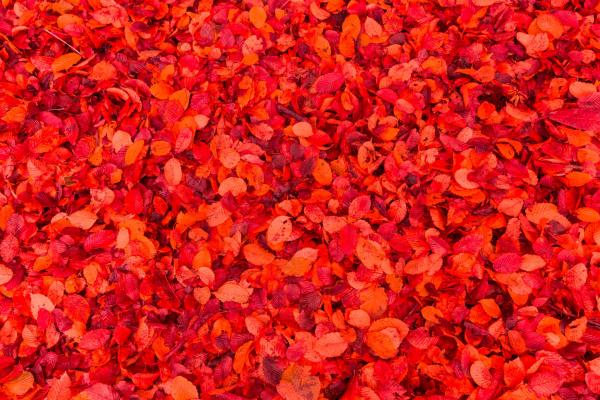 Red Leaves