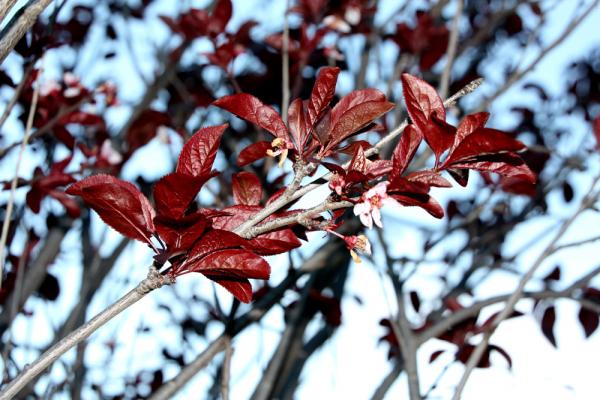 Red leaves