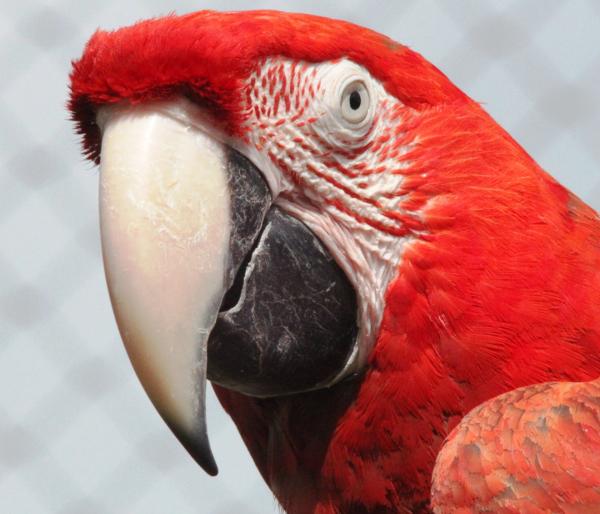 Red Macaw