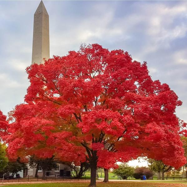 Red Maple