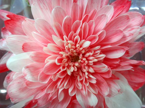 Red Multipetal Flower