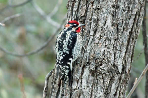 Red Naped Sapsucker
