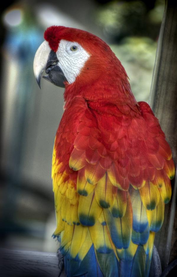 Red parrot