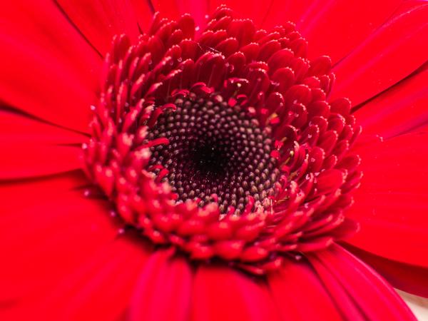 Red Petaled Flower