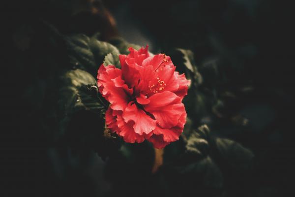 Red Petaled Flower