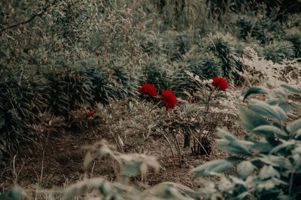 Red Petaled Flowers