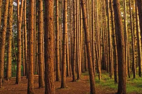 Red Pine Plantation