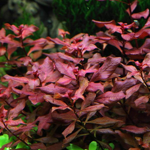 Red Plant
