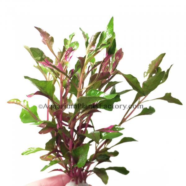 Red Plants