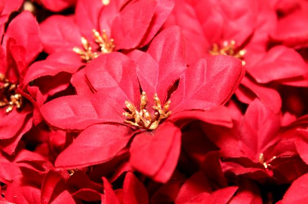 Red poinsettia