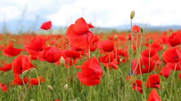 Red poppy