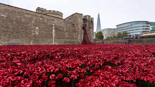 Red poppies London