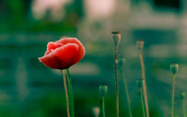 Red Poppy Flower