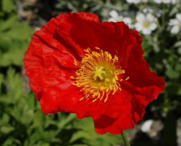 Red poppy flower