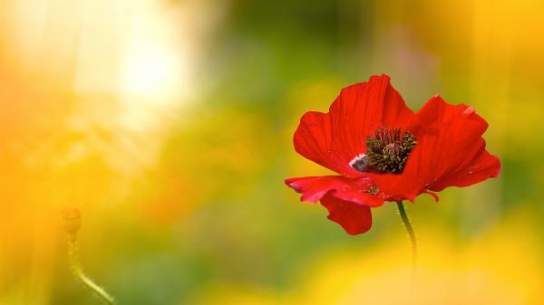 Red poppy flower