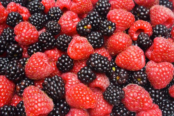 Red ripe raspberries
