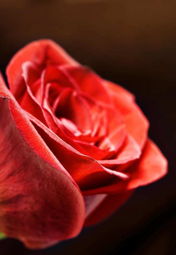 Red rose