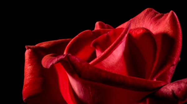 Red Rose