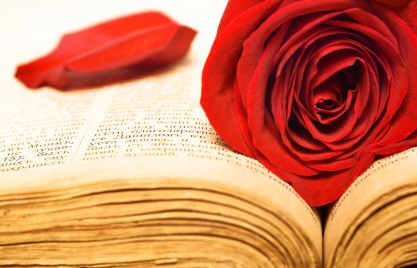 Red rose