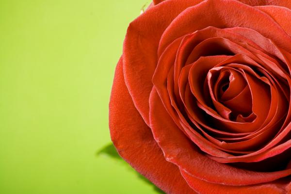 Red rose