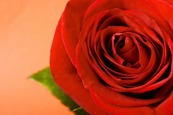 Red rose