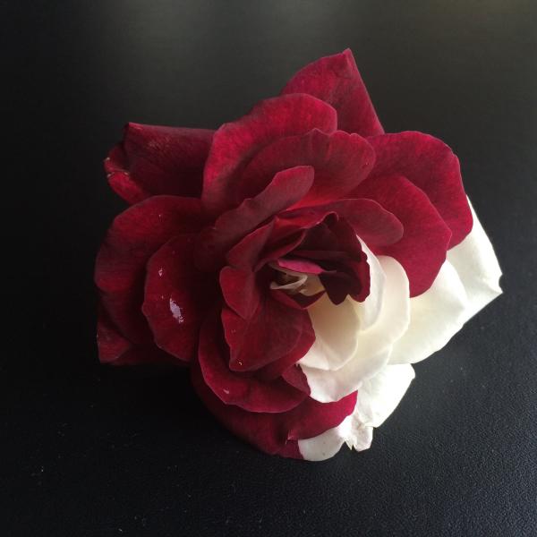 Red Rose