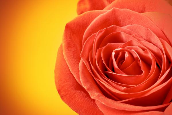 Red rose