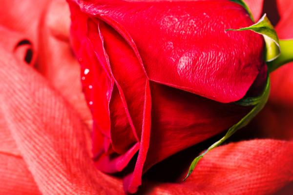 Red rose