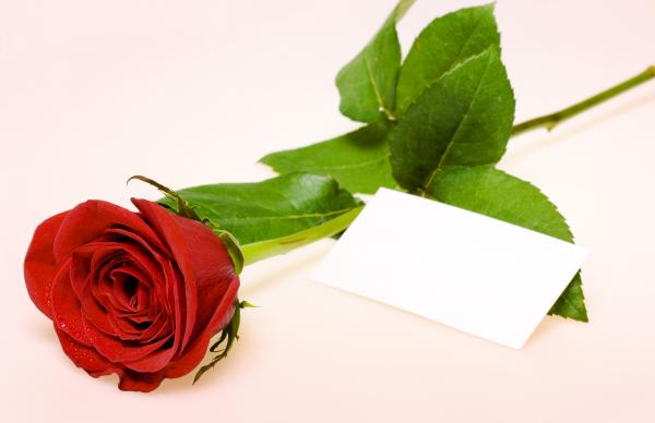 Red rose
