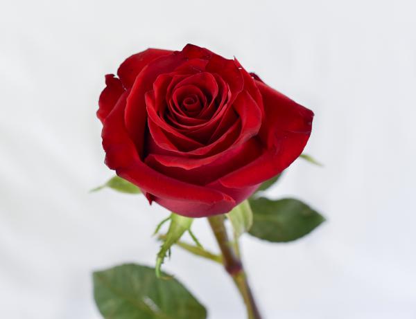 Red rose