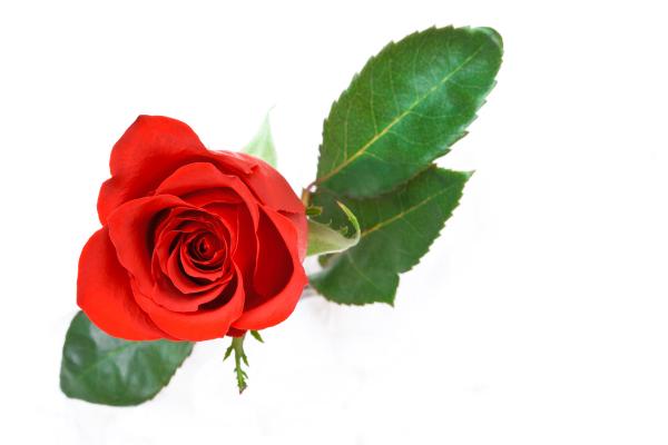 Red Rose