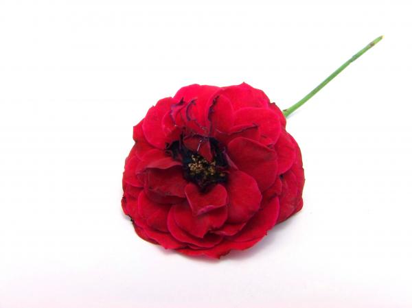 Red rose