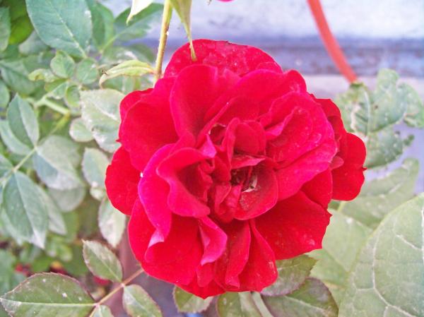 Red rose