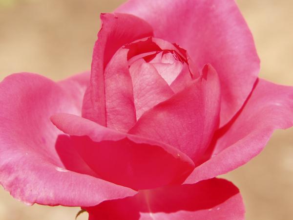 Red rose