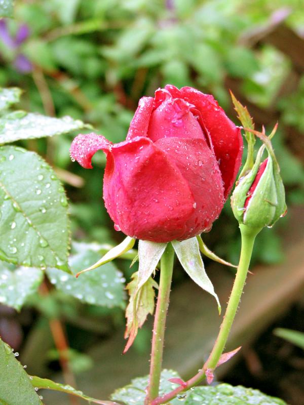 Red rose