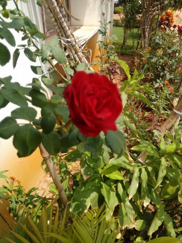 Red Rose
