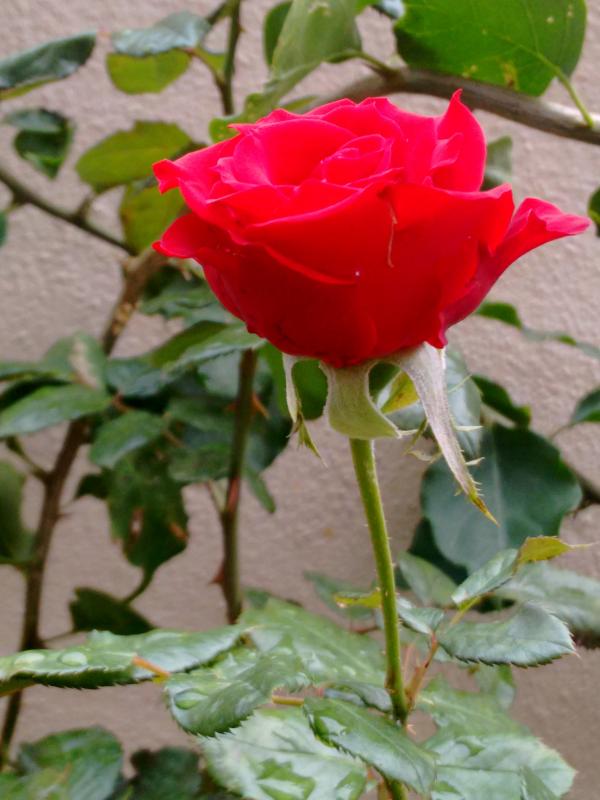 Red Rose