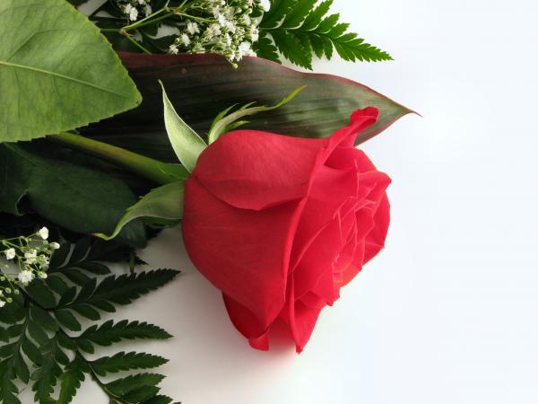 Red rose