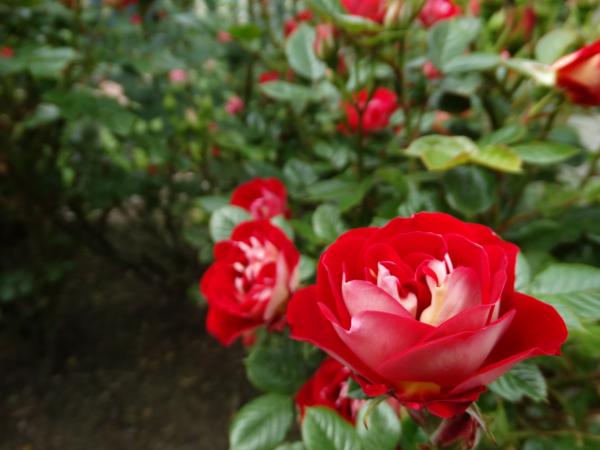 Red Rose
