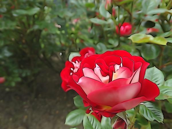 Red rose