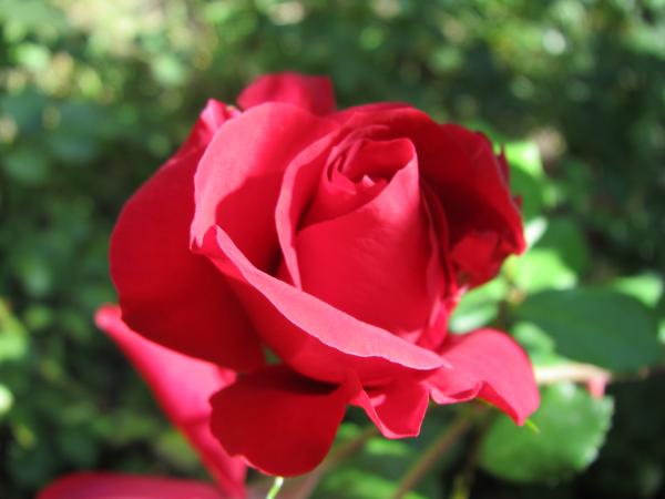 Red rose