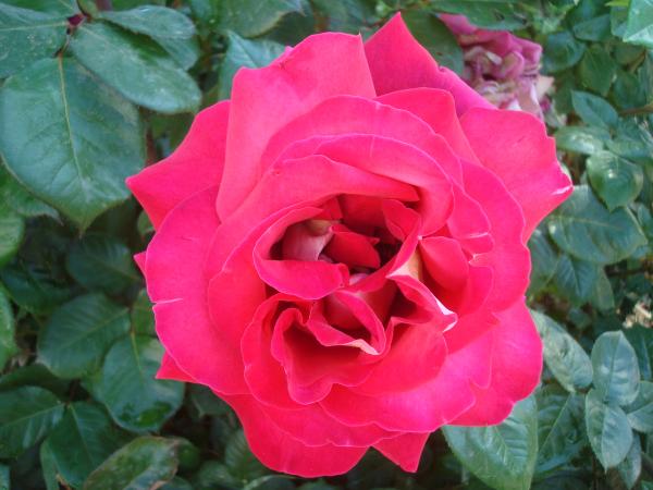 Red rose