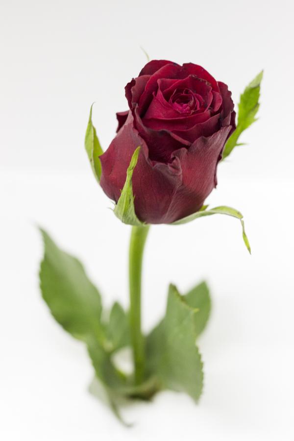 Red Rose