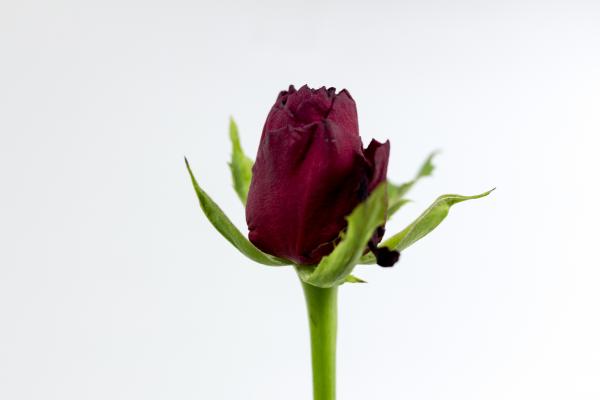 Red Rose