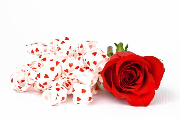 Red Rose and Ribbons
