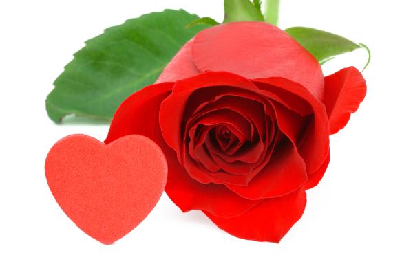 Red Rose Close-up