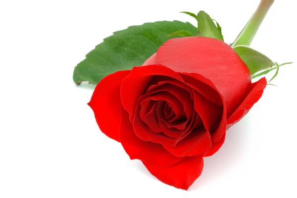 Red Rose Close-up